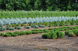 Spruce trees plantation