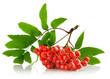 ashberry cluster with red