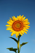 Sun flower with blue sky