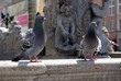 City piegeons