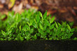 Fresh leaf