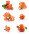 Quince flower