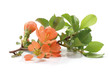 Flowering quince