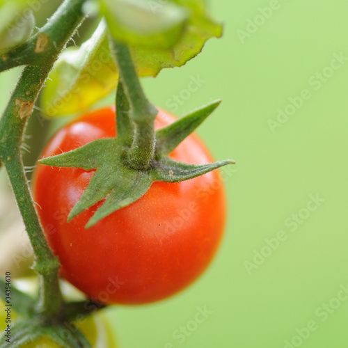 Photo: fond tomate cerise carré fond tomate cerise carré