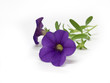 petunia petunia