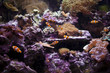 Clownfishes in Paris aquarium, fishes with anemones