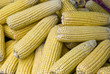 Mazorcas de maiz (Zea  mays)