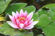 nénuphar