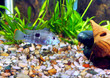 Aquarium Fish dwarf Cichlid-Apistogramma nijsseni.