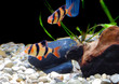 Shoal of aquarium fish-Barbus. (Barbus pentazona)