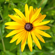 Gelber Sonnenhut - Rudbeckia fulgida