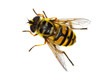 hover fly Myathropa florea (Syrphidae), simulating a bee