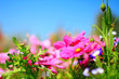 blumen