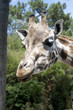 Girafe