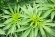 Marijuana plant