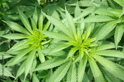 Photo: Marijuana plant Marijuana plant