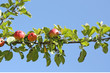 Une branche de pommier sous le soleil Une branche de pommier sous le soleil