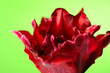 Foto: Beautiful red tulip flower over light green background Beautiful red tulip flower over light green background