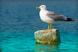 Beautiful Pacific Sea Gull Beautiful Pacific Sea Gull