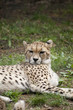 Guépard