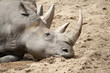 Rhino