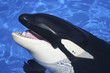 A Close Up of a Killer Whale's Mouth
