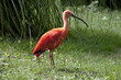 Ibis