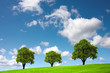 Three trees on a green hill