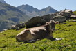 Kuh im Gebirge