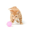 Cute yellow kitten playing with ball
