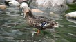 Ente