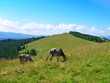 Pasture in Carpathian mountains Pasture in Carpathian mountains