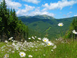 Carpathian mountains in summer, Ukraine Carpathian mountains in summer, Ukraine