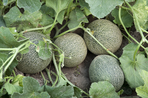 Photo: Melons Melons