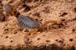 Scorpion