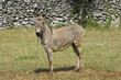 Donkey on the field Donkey on the field