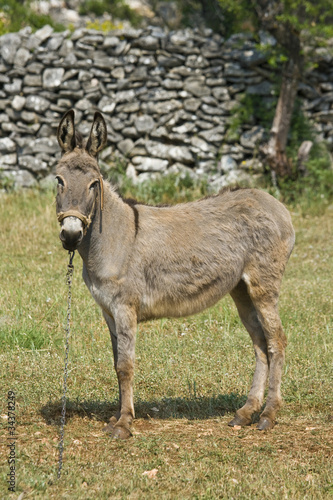 Photo: Donkey standing in front of the stonewall Donkey standing in front of the stonewall