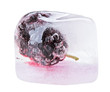 One black mulberry fruit inside of melting ice cube, isolated on One black mulberry fruit inside of melting ice cube, isolated on