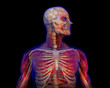 X-ray illustration of Human anatomy and skeleton