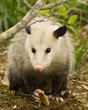 Oppossum or Possum in the South USA