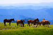 herd of horses