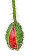 Mohn (Papaver rhoeas)