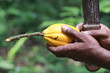 cosse de cacao cmeroun