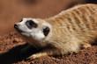 suricate allongé 2