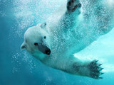 Polar bear underwater attack - Fine Art prints