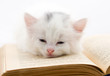 Kitten on book