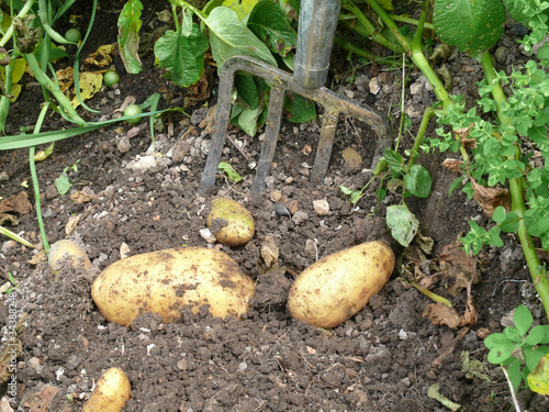 Photo: Kartoffeln aufgraben Kartoffeln aufgraben