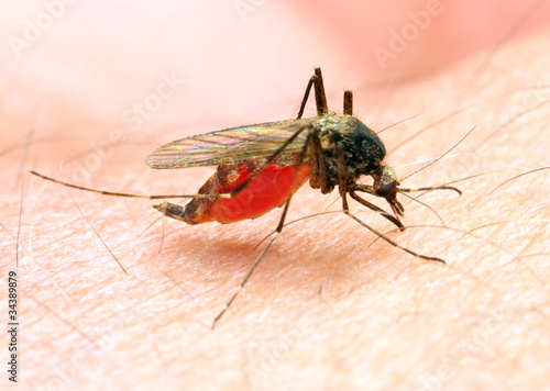 Foto: Anopheles mosquito - dangerous vehicle of infection. Anopheles mosquito - dangerous vehicle of infection.