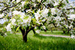 Apple Tree