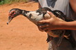 Farmer holding unusual muscovy duck